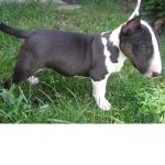 Bull Terrier Group!