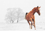 Winter Wonder Ranch