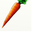 CarroTs group farm