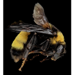 The Honey Bees Hive.
