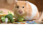 Hamster/club!