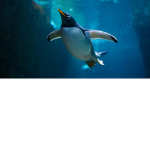 Fly Penguins
