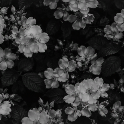 Black White Flower Dark Goth Emo Grunge Background