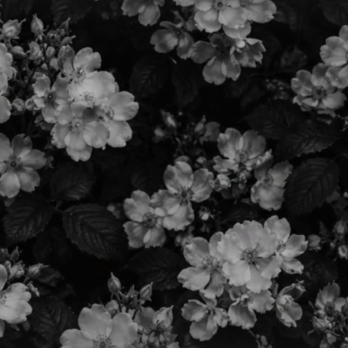 Black White Flower Dark Goth Emo Grunge Background