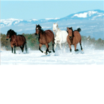 Sweetsugar Stables