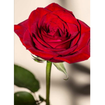 Rose Squad!!