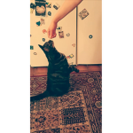 The cutie cat crew
