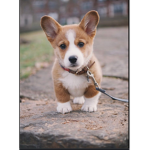 Fat corgi group!!!