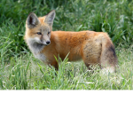 The Foxy Playz (Official Group)