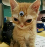 crazy alien cats
