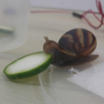 Dequavious