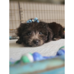 Puppies and dog’s are cute