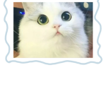 Cats are le best and dogs!
