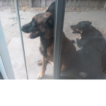 My dogs.
