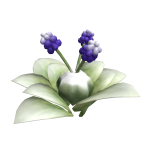 [🎁] Grape Hyacinth Roots