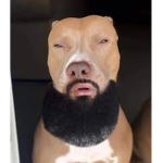 Kalvin pro