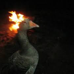 The FlamingDuck Gang