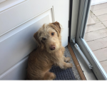 Gamer Pup Land