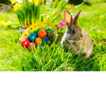 #Bunnies FOREVER!!!