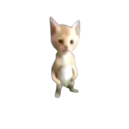 michael the cat that follows the camera