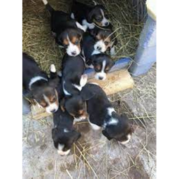 Puppy's Birthday Party