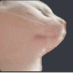 Garbage Games Studios