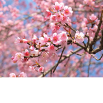 The Cherry Blossom People!