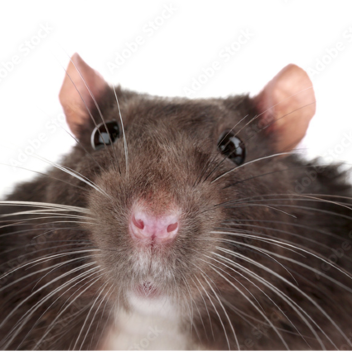 Be a rat and jump into a deep fryer