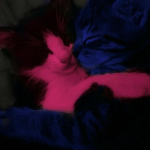 immeowtal kitties