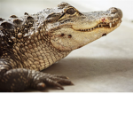 lnterior Crocodile AIIigator