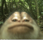 ULTIMATE MONKE