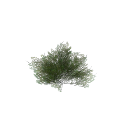 safe bush