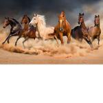 The Horse Fan Group!