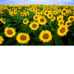 Healing flower group