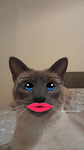 Cat fangroup(mostly cats)