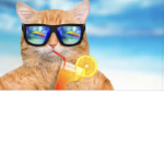 Fun fun fun cats