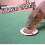queso de yam