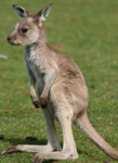 kangaroo_gaming