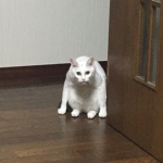 햇살