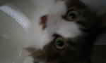 ゆずきちグループ