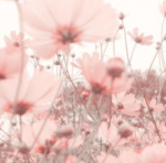 luvvs .