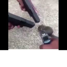 Points gun at rat Fighting