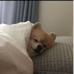 댕돌이