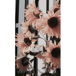 Pink sunflower