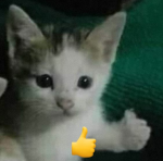 jahudkq