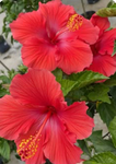 vibrant hibiscus