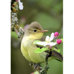 It’s an icterine warbler