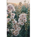 ~{dandelions}~