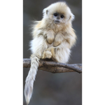 Little Monkey Club