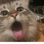 •ScysKittens•